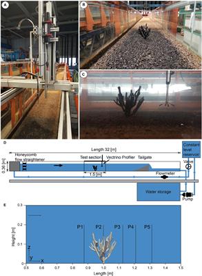 Investigating the Prevailing Hydrodynamics Around a Cold-Water Coral Colony Using a Physical and a Numerical Approach